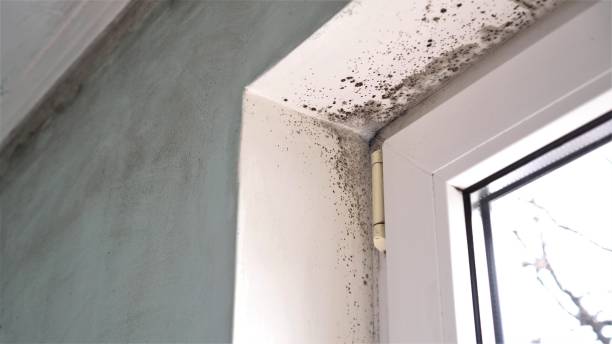 Best Kitchen Mold Remediation in Parkway, CA