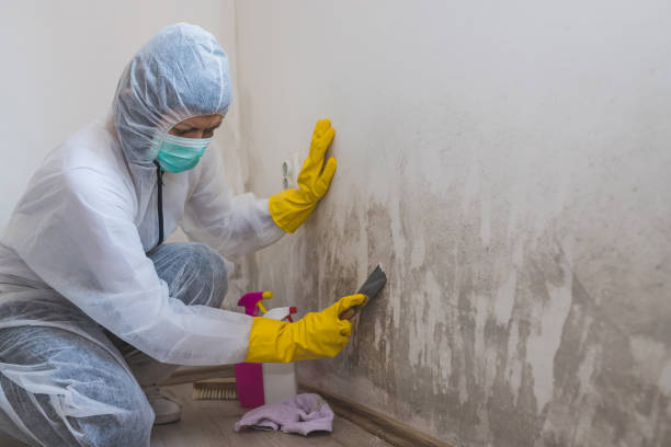 Best Bathroom Mold Remediation in Parkway, CA