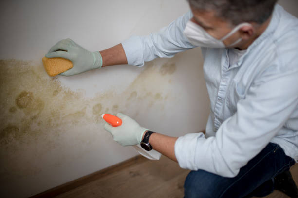 Trusted Parkway, CA Mold Remediation Experts