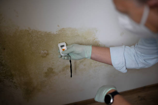 Best Residential Mold Remediation in Parkway, CA