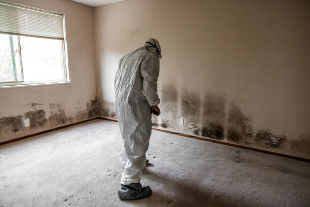 Best Residential Mold Remediation in Parkway, CA