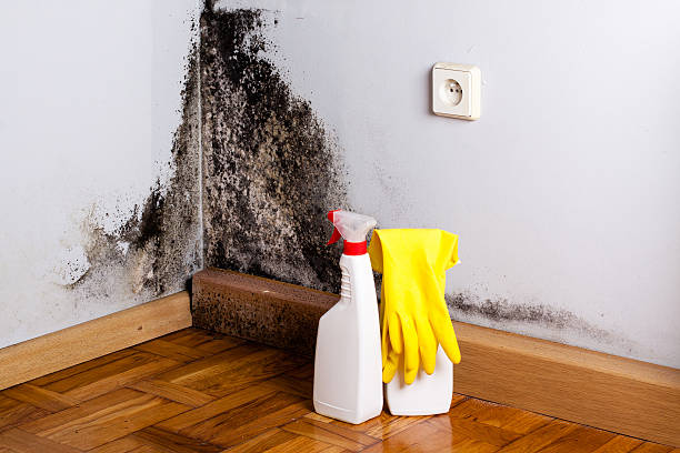 Best Commercial Mold Remediation in Parkway, CA